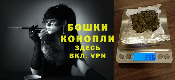 сатива Новозыбков
