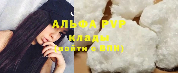 сатива Новозыбков