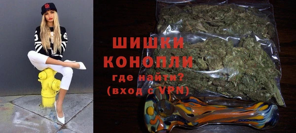 сатива Новозыбков